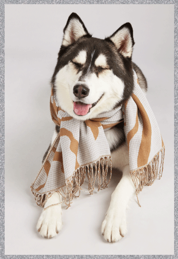 Animated image of a husky wearing the Tigress Scarf in Tiger Print.